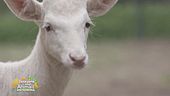 George, il nostro daino albino