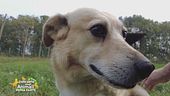Skoll, un cane amorevole