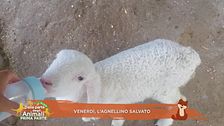 Venerdì, l'agnellino salvato