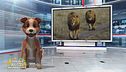 Un animale da scoprire: il leone