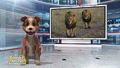Un animale da scoprire: il leone