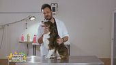 I consigli del veterinario