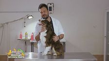 I consigli del veterinario
