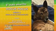 Ritroviamo Hocus Pocus
