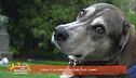 Cosa ti fa impazzire del tuo cane?