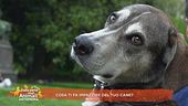Cosa ti fa impazzire del tuo cane?