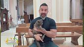 Il gatto