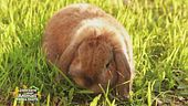 Il commercio abusivo di animali