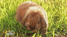Il commercio abusivo di animali