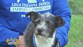 Balù