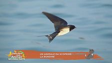 La rondine