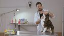 Come dare una pastiglia a un cane