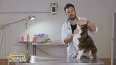 Come dare una pastiglia a un cane