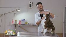 Come dare una pastiglia a un cane