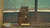 Potter, il gufo reale