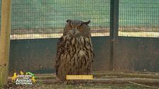 Potter, il gufo reale