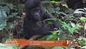 Un animale da scoprire: la scimmia