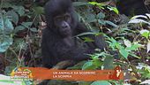 Un animale da scoprire: la scimmia