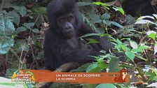 Un animale da scoprire: la scimmia