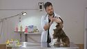 Come pulire gli occhietti del cane