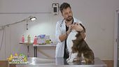 Come pulire gli occhietti del cane