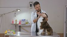 Come pulire gli occhietti del cane