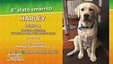 È stato smarrito Harley