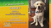 È stato smarrito Harley