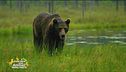 L'orso di San Corbiniano