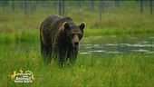 L'orso di San Corbiniano