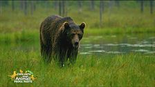 L'orso di San Corbiniano