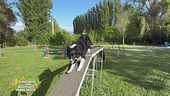 Gli allenamenti agility dog