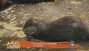 La lontra
