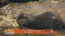 La lontra