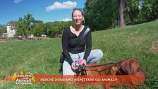Perché dobbiamo rispettare gli animali?
