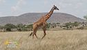 La giraffa