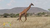 La giraffa