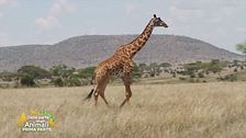 La giraffa