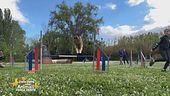 Gli allenamenti per il mondiale agility juniores 2024 della nazionale italiana