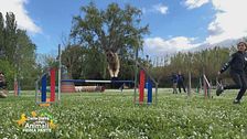Gli allenamenti per il mondiale agility juniores 2024 della nazionale italiana