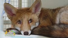 Nick, un cucciolo di volpe salvato dal Cras Stella del nord