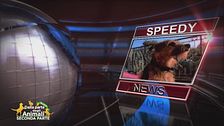 Speedy news