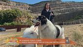 In vacanza con il cane