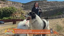 In vacanza con il cane