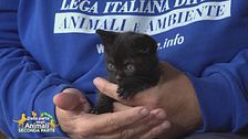 Pepita