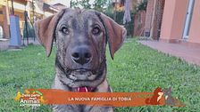 La nuova famiglia di Tobia