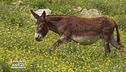 L'asino, un animale nelle Sacre Scritture