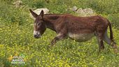L'asino, un animale nelle Sacre Scritture