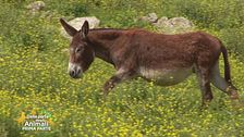 L'asino, un animale nelle Sacre Scritture