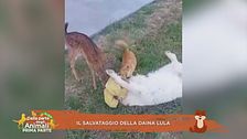 Il salvataggio della daina Lula